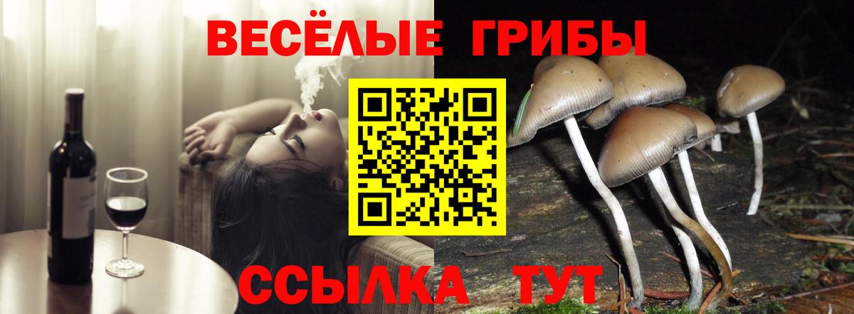 Галлюциногенные грибы Psilocybine cubensis Тольятти